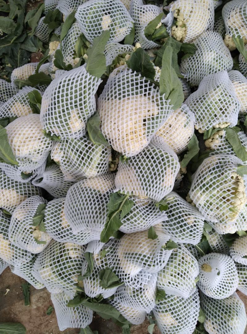 天门百万亩有机花西兰花种植基地大量供应菜花