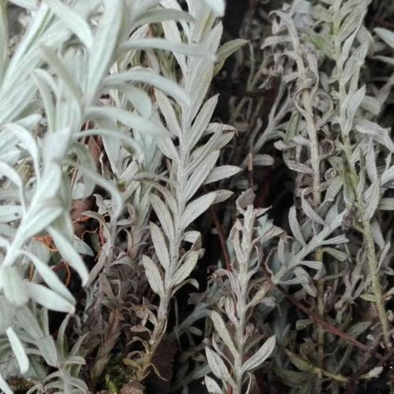 鹿茸草，六月寒六月霜正品白毛鹿茸草，经营各种中药材！