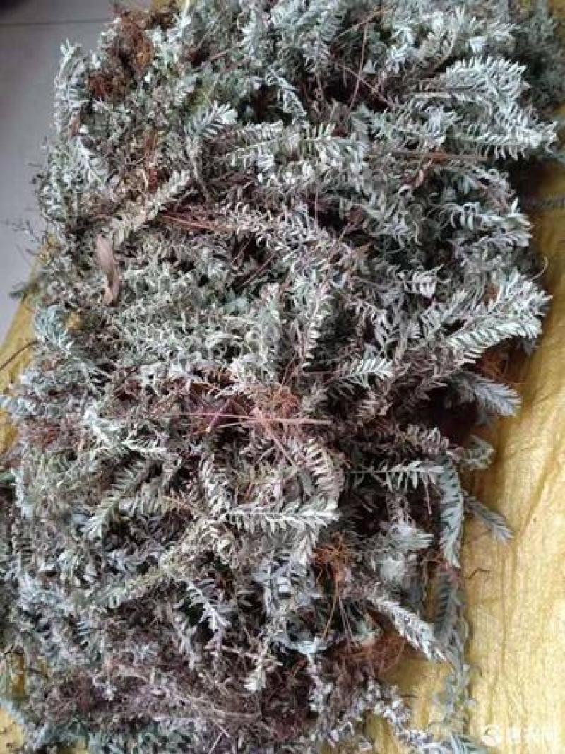 鹿茸草，六月寒六月霜正品白毛鹿茸草，经营各种中药材！