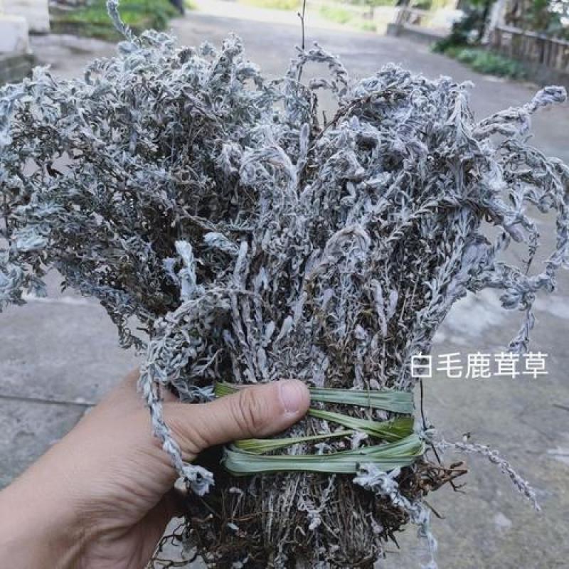 鹿茸草，六月寒六月霜正品白毛鹿茸草，经营各种中药材！