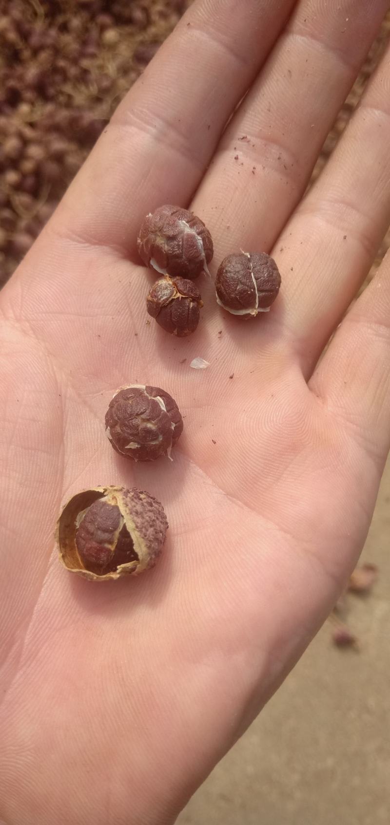 春砂仁产地直供