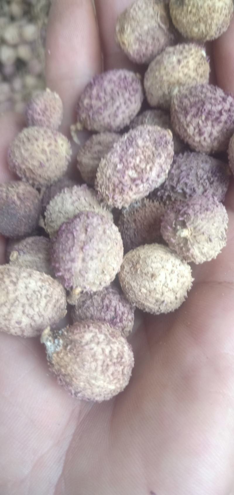 春砂仁产地直供