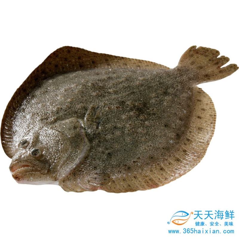 新鲜冰鲜冰鲜多宝鱼包邮