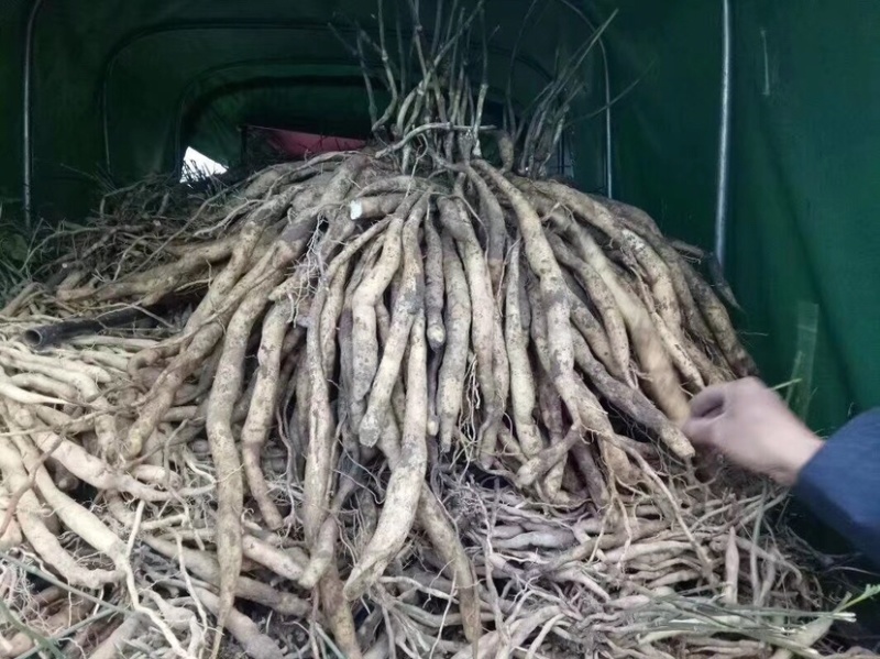 百部种苗优质百部种苗批发露天对叶百部苗一手货源
