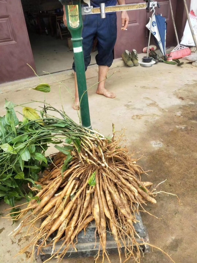 百部种苗优质百部种苗批发露天对叶百部苗一手货源