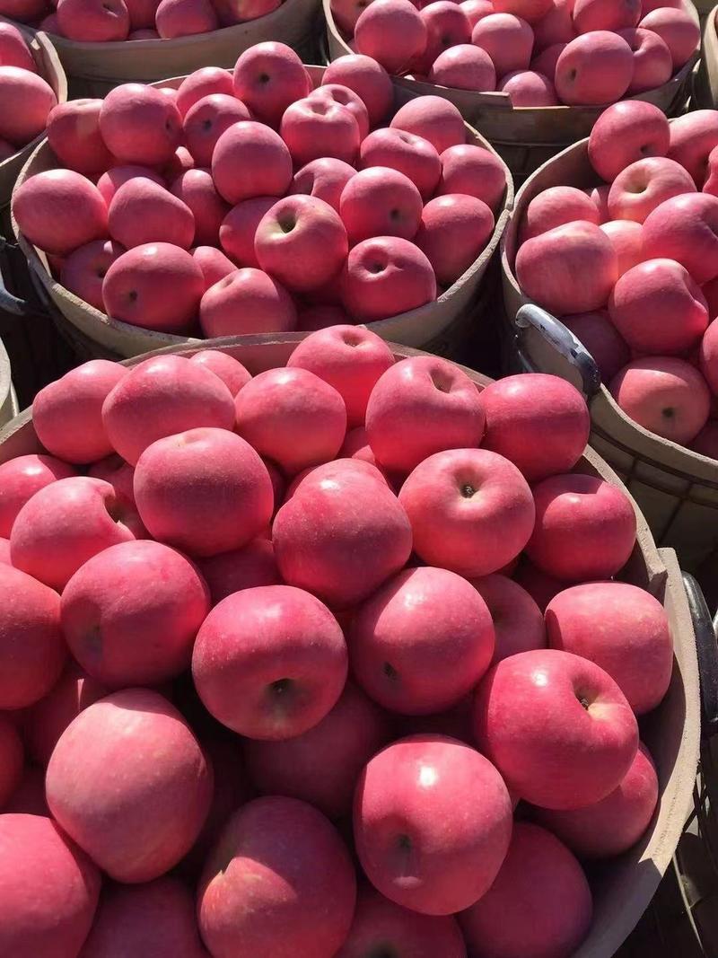 红富士苹果《清库处理》口感脆甜，质量保证，一手货源