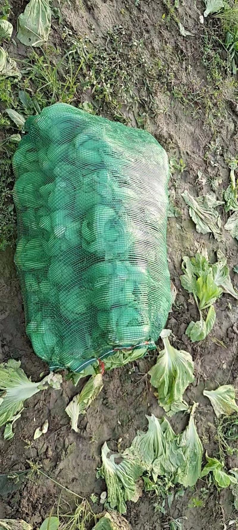 包心芥菜毛菜万亩基地供货