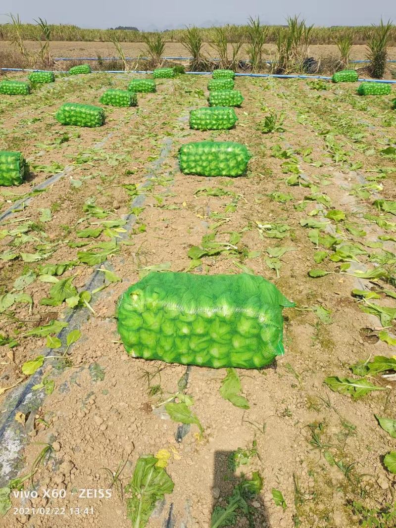 包心芥菜毛菜万亩基地供货