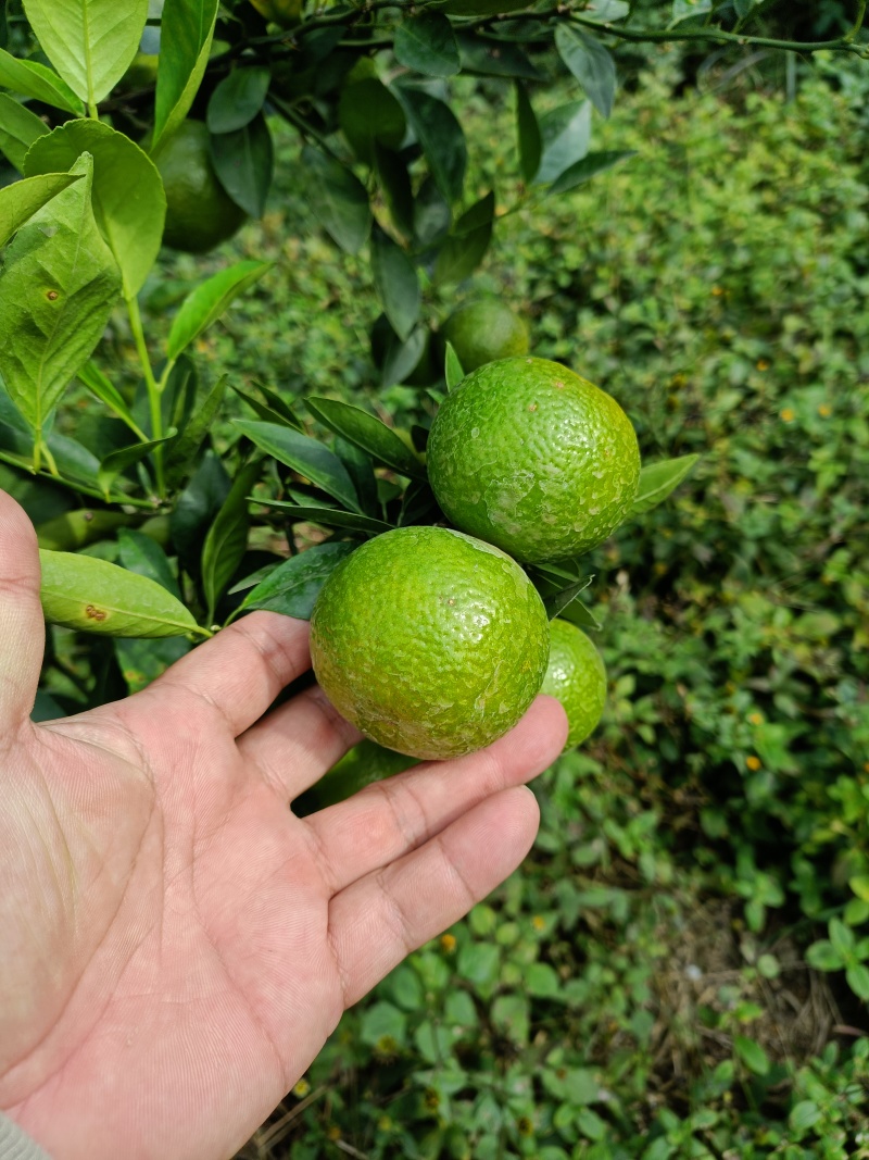 皇帝柑