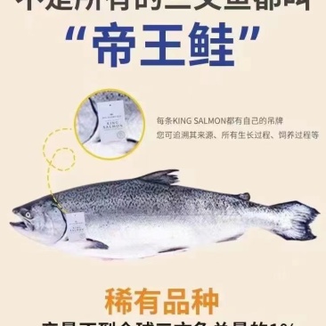 正宗帝王鲑不是所有三文鱼都叫帝王鲑