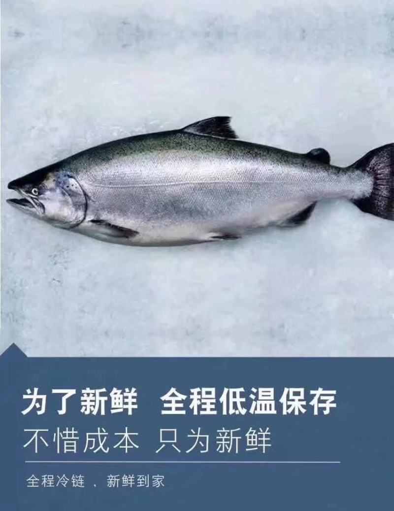 正宗帝王鲑不是所有三文鱼都叫帝王鲑