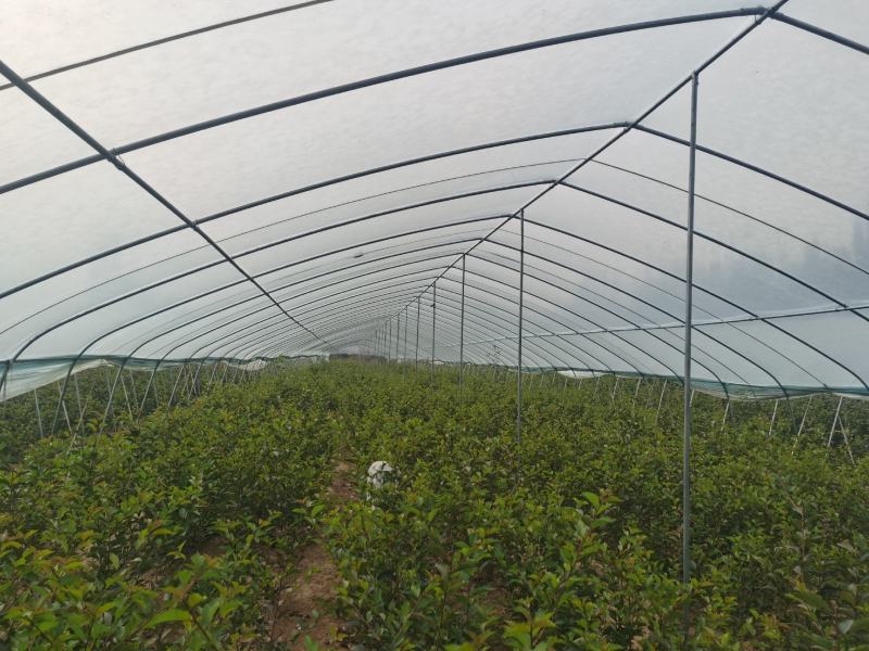 供应吉塞拉矮化樱桃树苗科迪亚车厘子樱桃苗