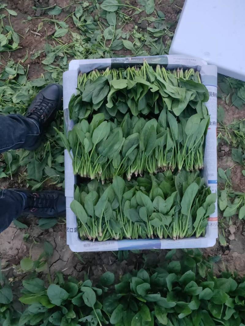 菠菜上市中