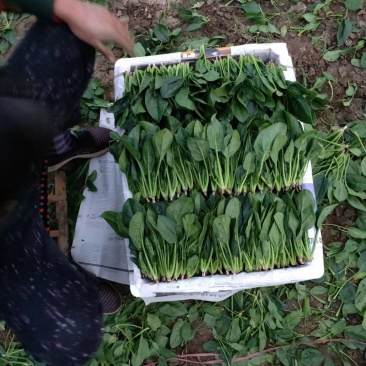 菠菜上市中
