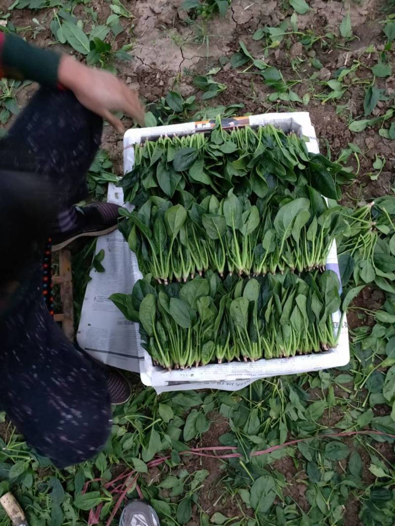 菠菜上市中