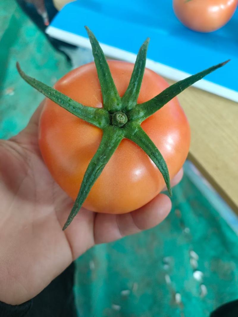 西红柿大红果粉果石头番茄无公害，绿色健康食品