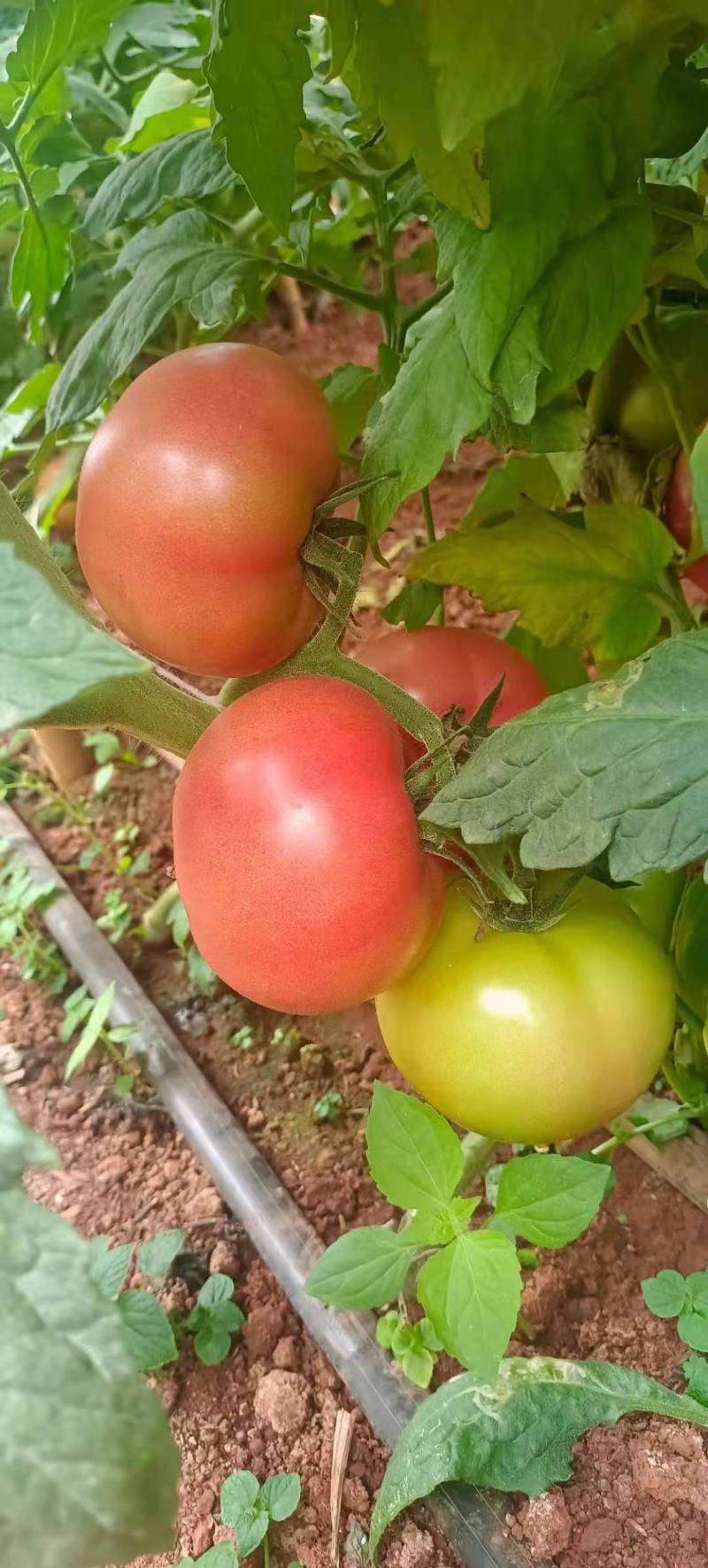 西红柿大红果粉果石头番茄无公害，绿色健康食品