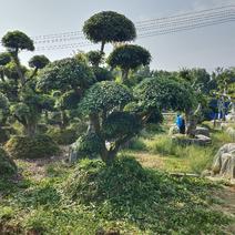 造型杨梅，景康园林可可园艺长期供应各种造型桩景