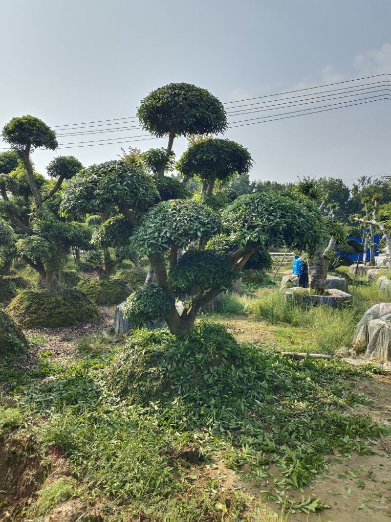 造型杨梅，景康园林可可园艺长期供应各种造型桩景