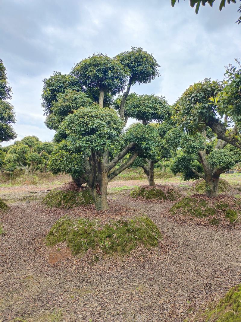 造型杨梅，景康园林可可园艺长期供应各种造型桩景