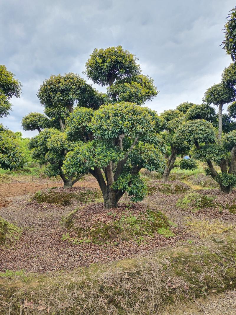 造型杨梅，景康园林可可园艺长期供应各种造型桩景