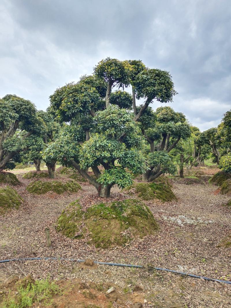 造型杨梅，景康园林可可园艺长期供应各种造型桩景