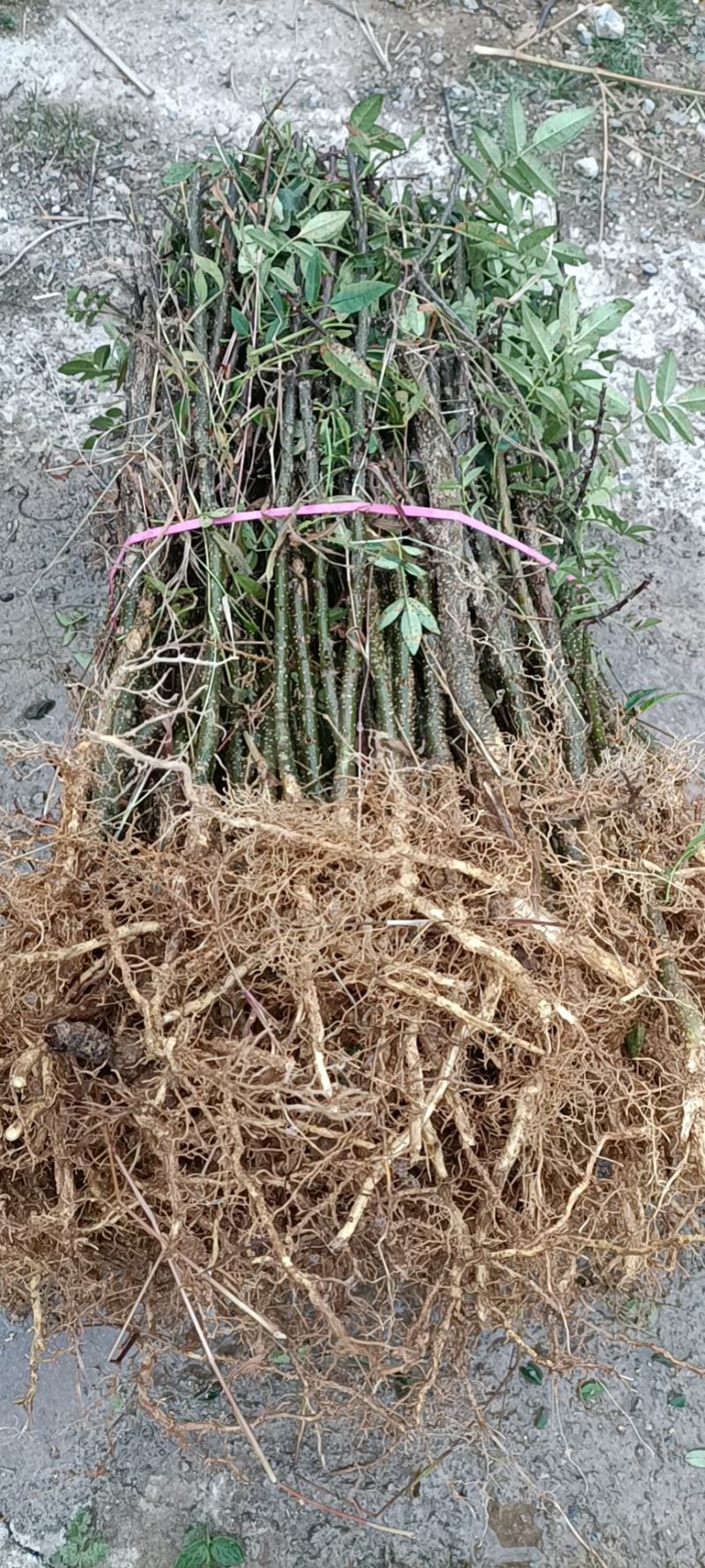 花椒苗，根系发达长势良好，成活高。有上千年载培历史