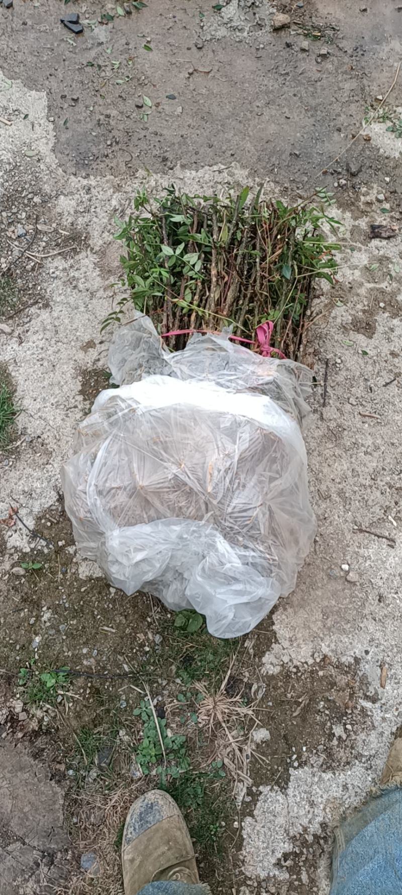 花椒苗，根系发达长势良好，成活高。有上千年载培历史