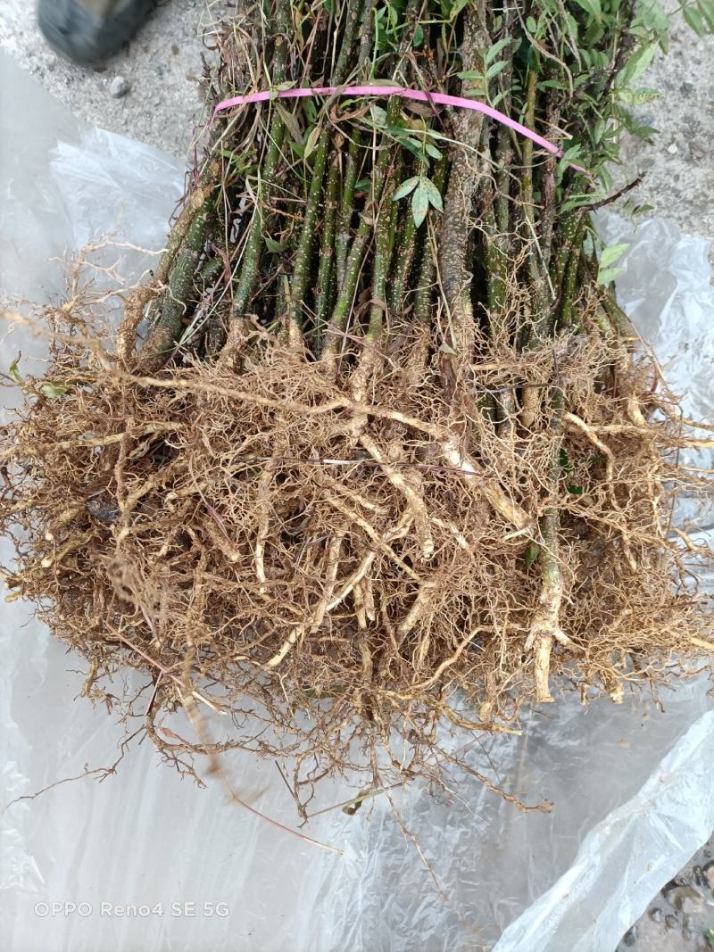 花椒苗，根系发达长势良好，成活高。有上千年载培历史