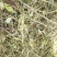 牛羊最爱吃的草料