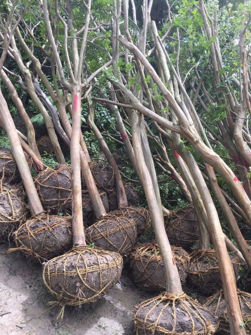 大量占地紫薇桩普通紫薇低价出售