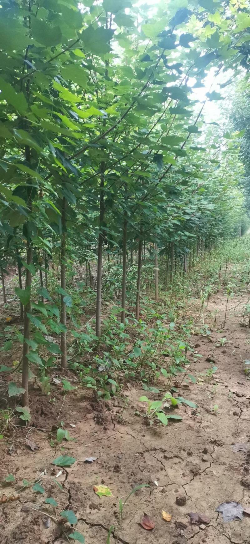 美国红枫小苗