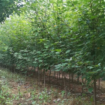 美国红枫小苗