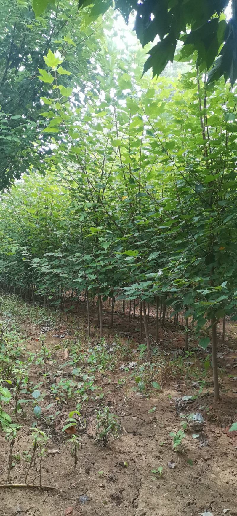 美国红枫小苗