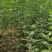 山东白蜡苗速生白蜡，规格齐全0.6-18公分存活高
