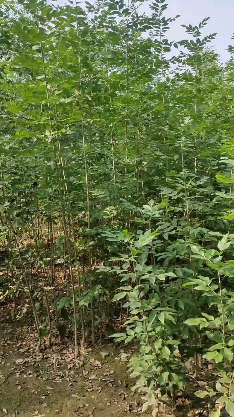 山东白蜡苗速生白蜡，规格齐全0.6-18公分存活高