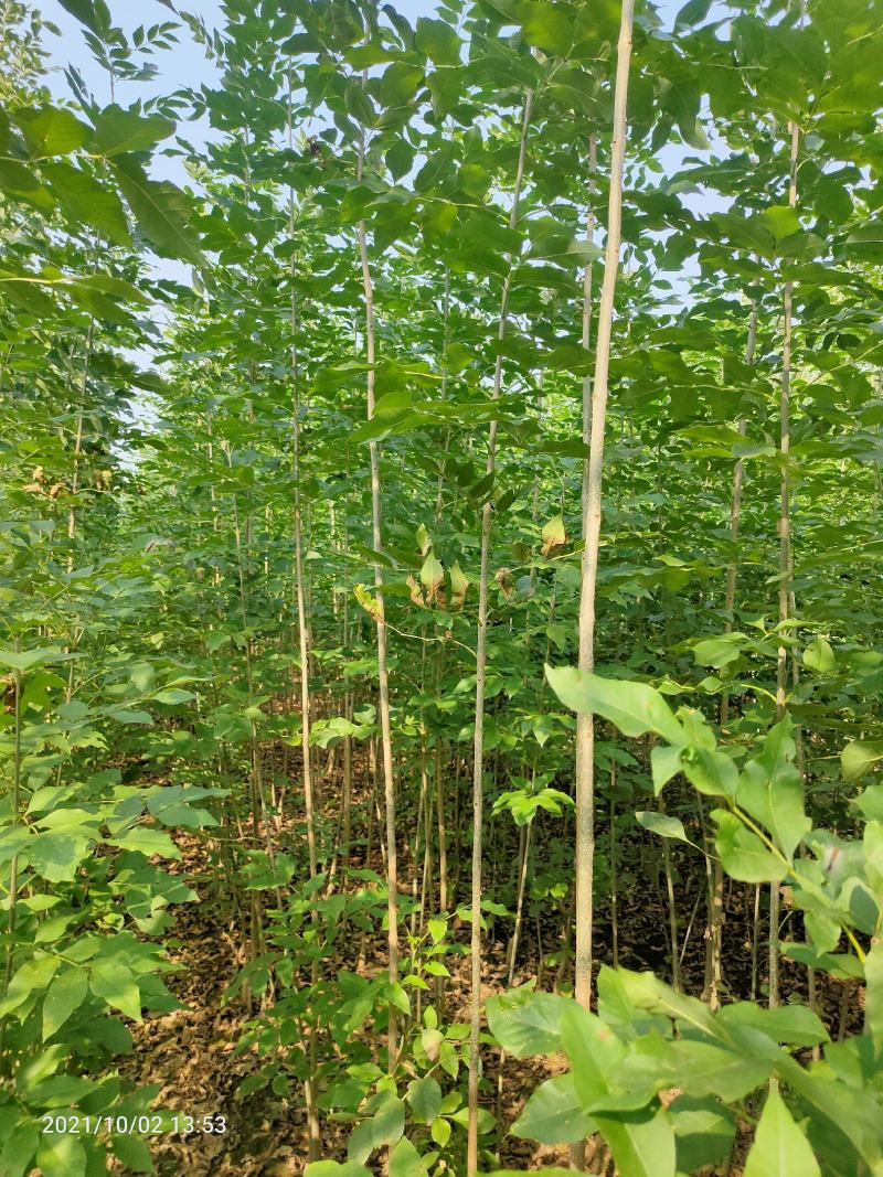山东白蜡苗速生白蜡，规格齐全0.6-18公分存活高