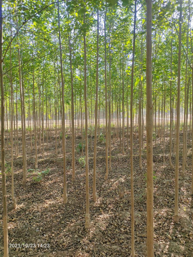 山东白蜡苗速生白蜡，规格齐全0.6-18公分存活高