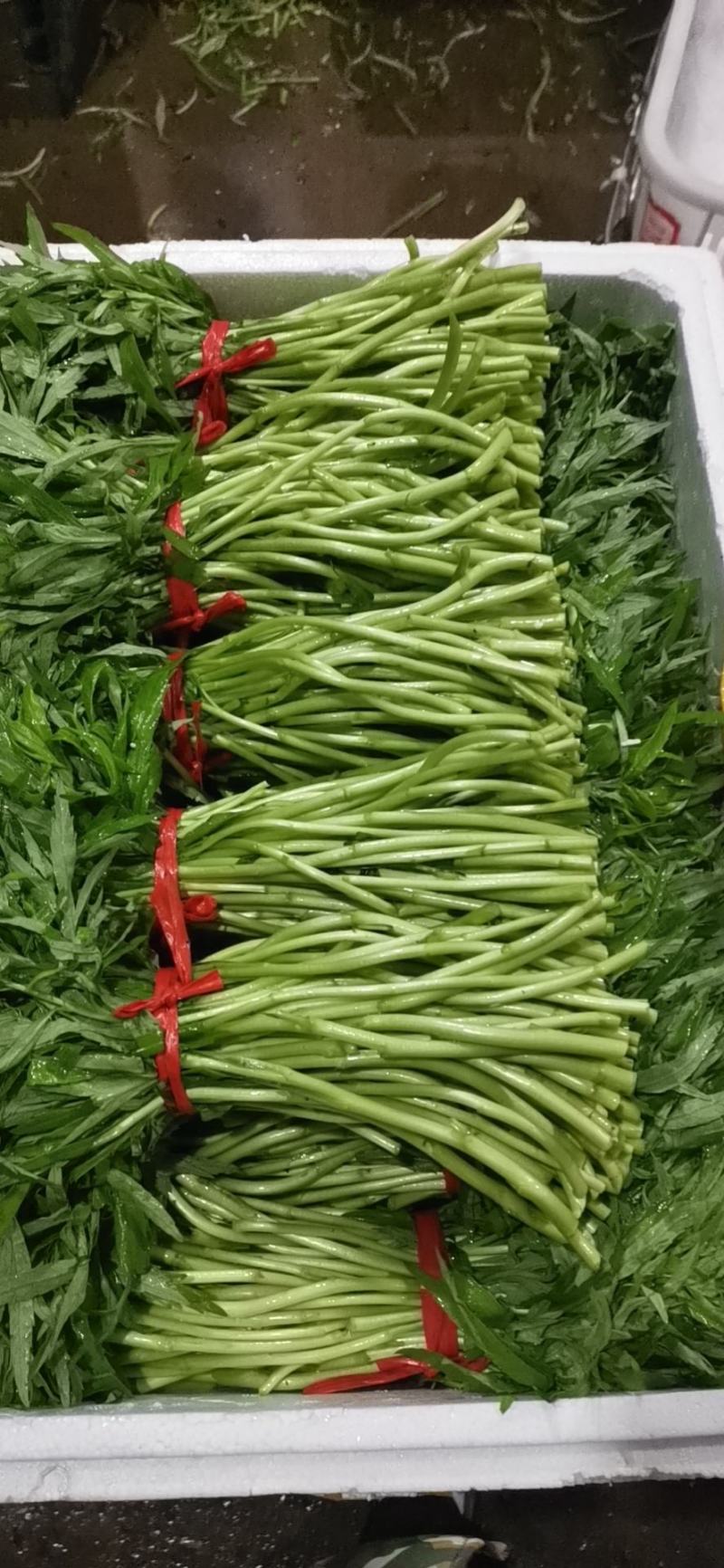 黎蒿精品