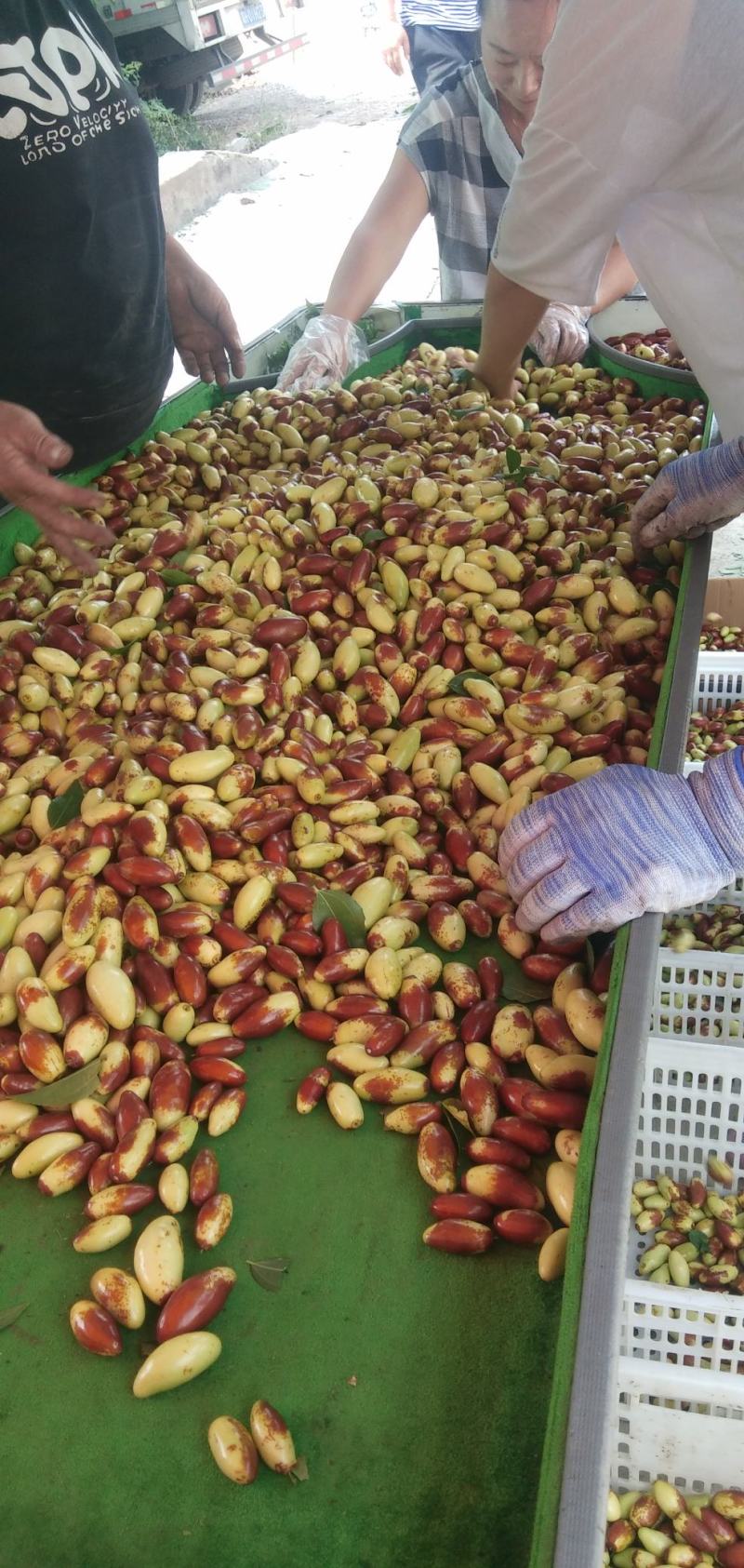 马牙枣