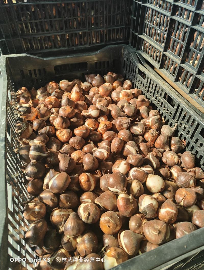 荷兰进口郁金香种球大球重瓣花卉盆栽水培植物室内外四季好养