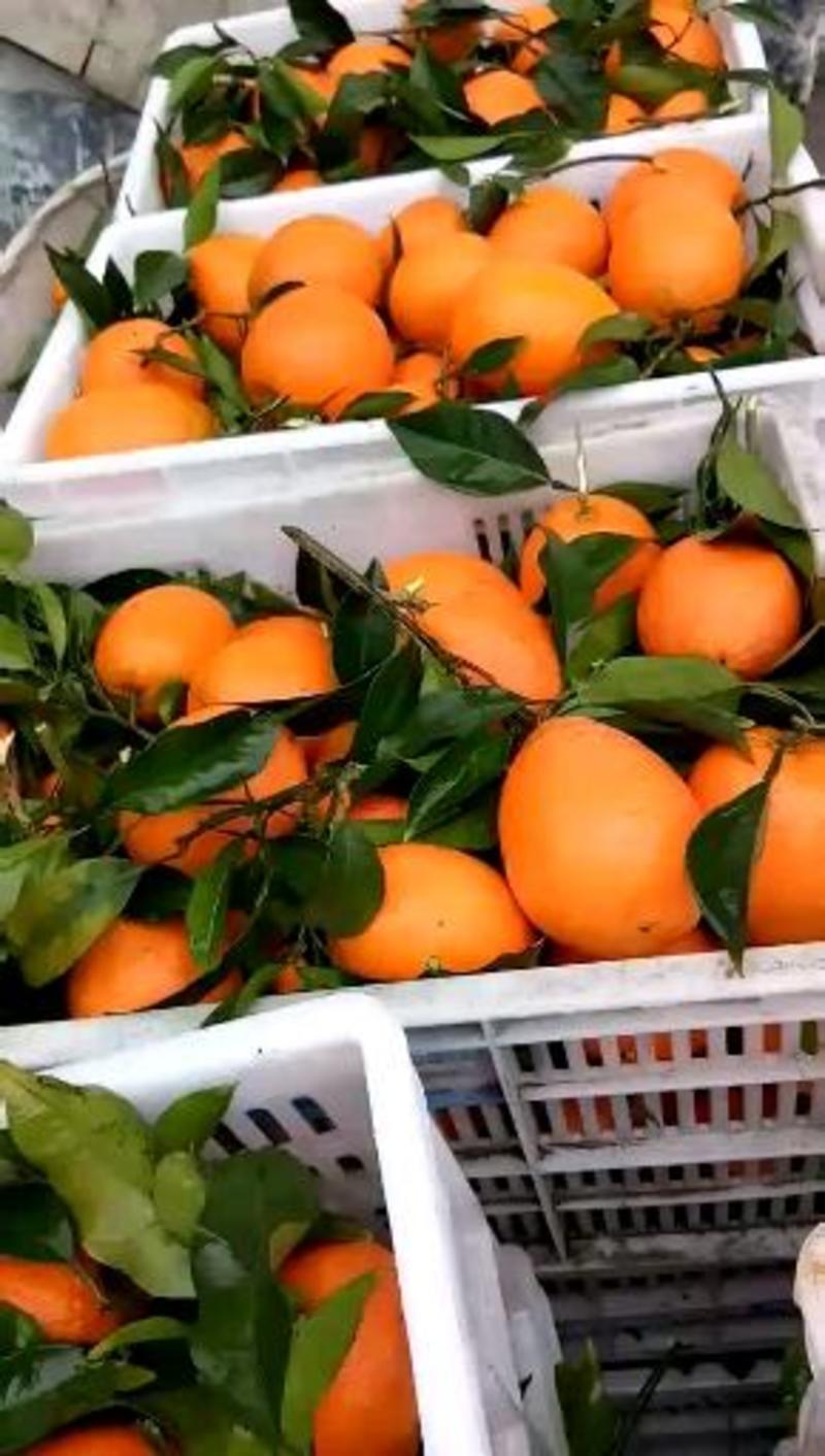 【HOT】优质供货长虹脐橙产地看货，皮薄多汁可对接电商