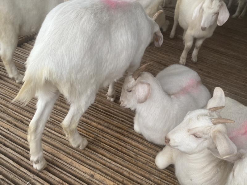 头胎受孕美国白山羊，包运输包养殖成功，可回收