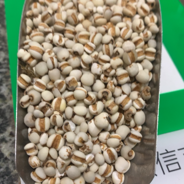 薏苡仁薏苡仁颜色好无杂质无虫蛀产地贵州专注品质诚信