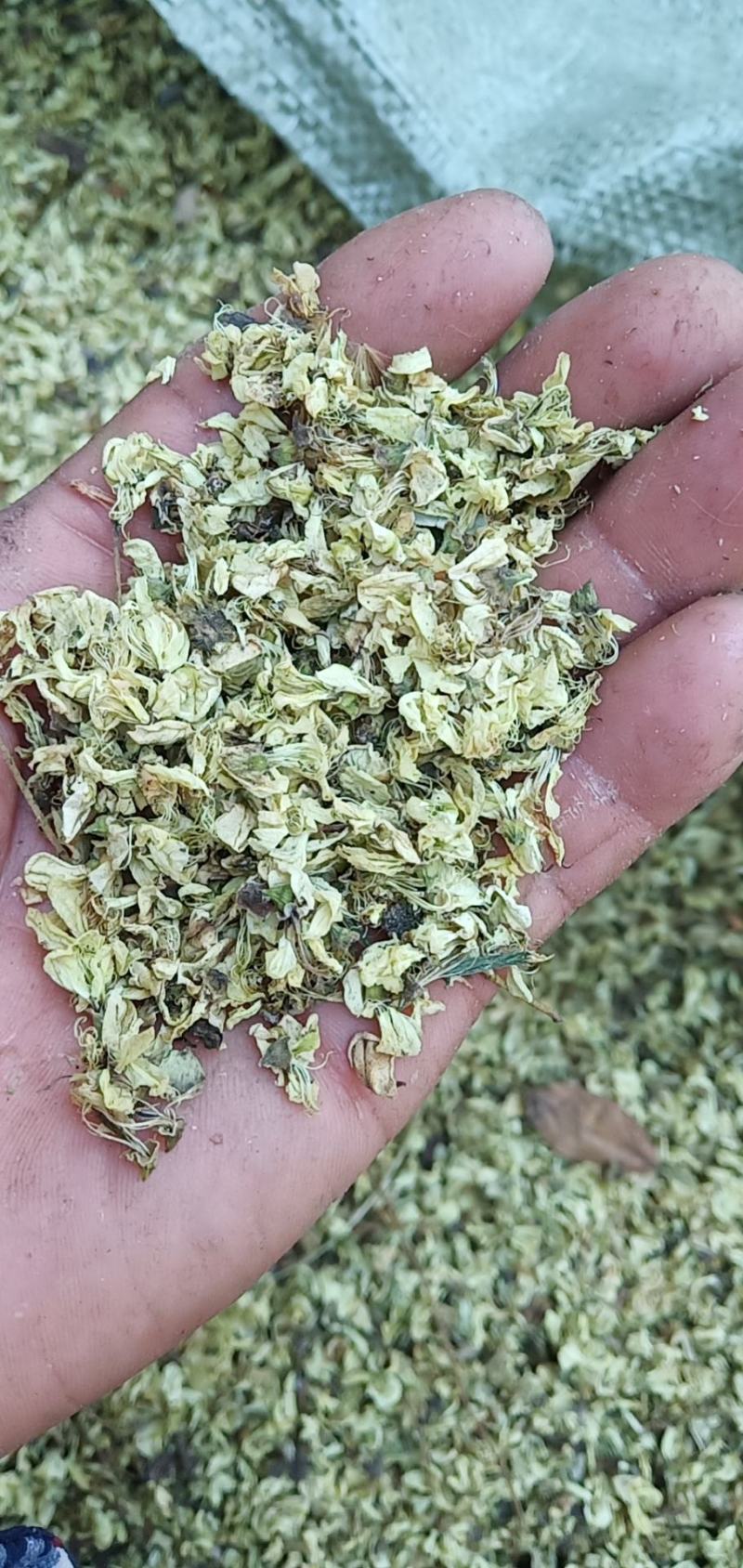 槐花
