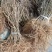 猕猴桃苗砧木实生苗猕猴桃野生猕猴桃原生苗
