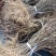 猕猴桃苗砧木实生苗猕猴桃野生猕猴桃原生苗