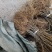 猕猴桃苗砧木实生苗猕猴桃野生猕猴桃原生苗