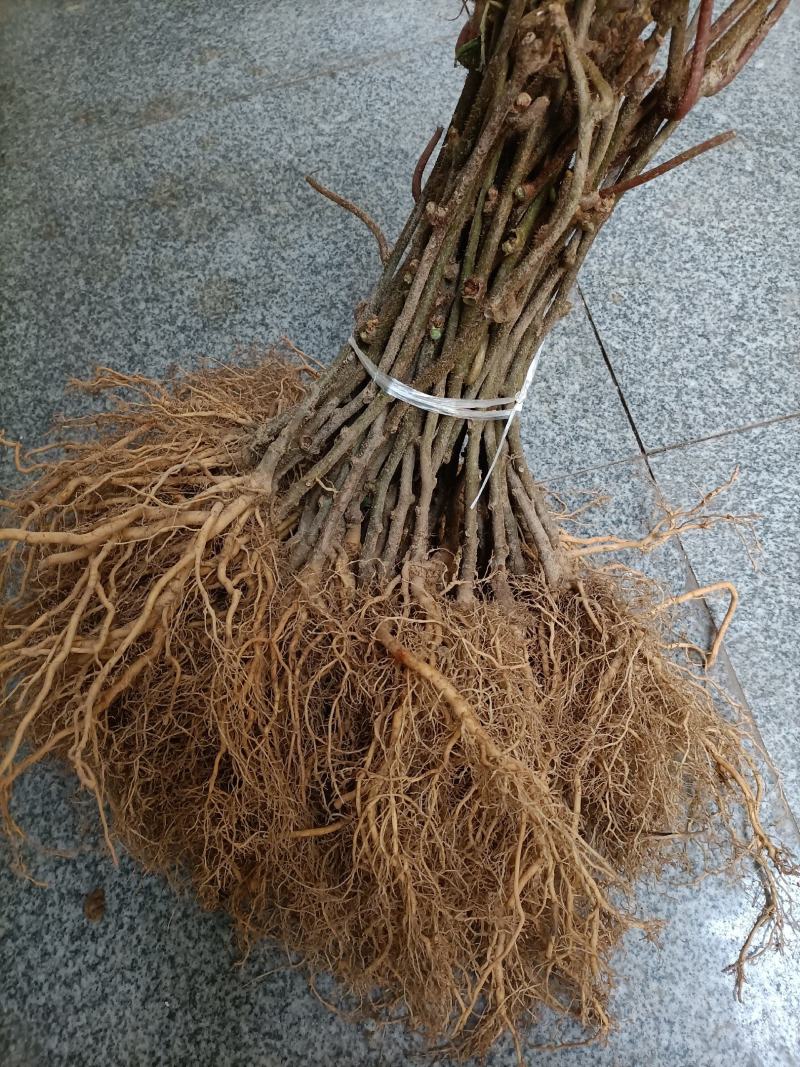 猕猴桃苗砧木实生苗猕猴桃野生猕猴桃原生苗