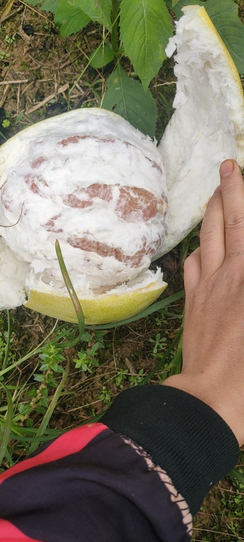 优质高山红心柚水份足味道好皮薄肉厚红度好